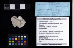NHMW-GEO-2007z0149-0344_Ol_01.tifCracensigillatus acutirostrus (Moericke, 1889)  (NHMW-GEO-2007z0149-0344)